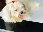 Shihtz Male For crossing
