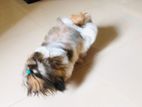 Shihtz Puppy for Crossing Male