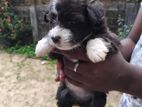 Shih Tzu Puppies