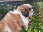 Shihtzhu Puppy Female