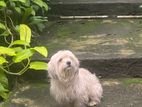 Shih Tzu Puppies