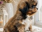 Shitzu Puppies