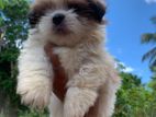 Shih Tzu Puppies
