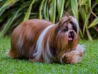 Shihtzu Crosing