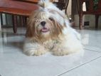 Shih Tzu Dog Crossing