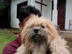 Shihtzu Dog for Crossing
