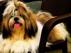 Shihtzu Dog