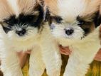 Shihtzu Puppies