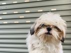 Shih Tzu Dogs