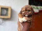 Shihtzu Puppy