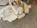 Shihtzu Dog