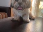 Shih Tzu Dog