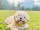 Shihtzu Dog