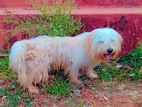 ShihTzu Dog