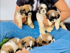 Shihtzu Puppies
