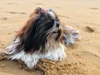 Shihtzu Dog Male for Crossing