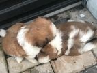 Shihtzu Puppies