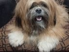 Shih Tzu Female Dog for Crossing