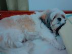 Shihtzu Female Dog