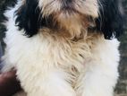 Shihtzu Female Dog