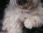 Shihtzu Female Puppies