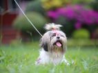 Shihtzu Female Dog