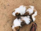 Shihtzu Female Puppies