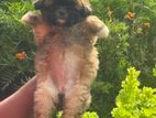 Shih Tzu Female Puppies