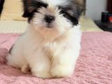 Shih Tzu Female Puppy