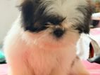 Shih Tzu Female Puppy