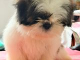 Shih Tzu Female Puppy