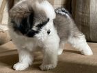 Shihtzu Female Puppy