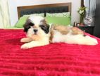 Shih Tzu Female Puppy