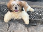 Shihtzu Female Puppy