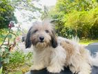 Shihtzu Female Puppy