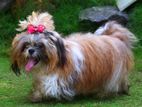 Shih Tzu Dog for Crossing