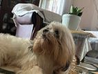 Shih Tzu Male for Crossing
