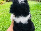Shih Tzu Puppy