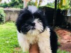 Shihtzu Puppies
