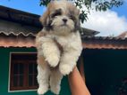 Shihtzu Puppy