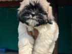 Shihtzu Female Puppies