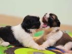 Shihtzu Puppies