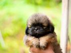 Shihtzu Puppies