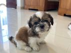 Shihtzu Puppies