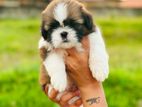 Shihtzu Puppies