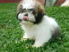 Shihtzu Puppy