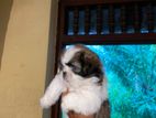 Shihtzu Puppies