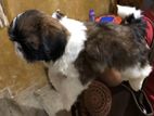 Shihtzu Puppy