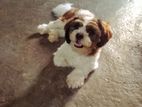 Shihtzu Puppies