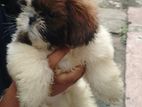 Shihtzu Puppy
